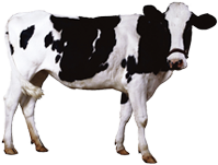 適合牛（niú）驢等大體型（xíng）動物