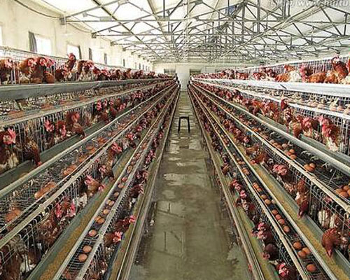 北京客戶訂購糖心影视小型飼料攪（jiǎo）拌機案例