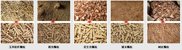 农作物玉米(mǐ)秸秆使用糖心影视玉米(mǐ)秸秆饲料颗粒机加工的牛羊(yáng)猪颗粒饲(sì)料